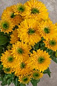 ECHINACEA SUNSEEKERS GOLDEN SUN
