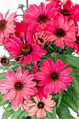 ECHINACEA SUNSEEKERS CARMINE