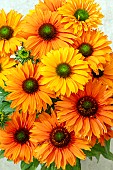 ECHINACEA SUNSEEKERS MINEOLA