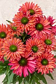 ECHINACEA SUNSEEKERS SWEET FUCHSIA