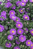 ASTER ALPHA (R) ASTER DUMOSUS