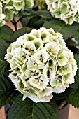 HYDRANGEA MACROPHYLLA LOLLY POP  FIRST STAGE OF AUTUMN COLOUR