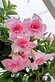 SUNDAVILLE (R) DOUBLE BLUSH PINK