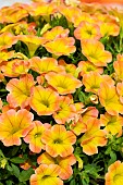 CALLIBACHOA SUPERBELLS HONEY PEACH