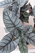 ALOCASIA RED GREY