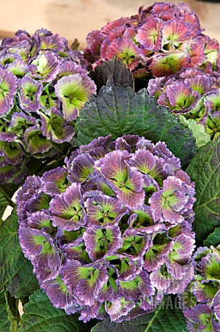 HYDRANGEA_MACROPHYLLA_LOLLY_POP__LATER_STAGE_OF_AUTUMN_COLOUR