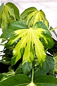 FATSIA CAMOUFLAGE