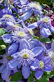 CLEMATIS BLUE LIGHT PBR