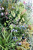 MIXED PERENNIAL AND SHRUB PLANTING