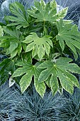 FATSIA JAPONICA SPIDERS WEB