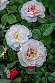 ROSA EMILY BRONTE