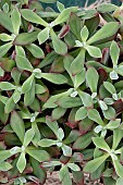 ECHEVARIA DEVOTION