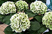 HYDRANGEA MACROPHYLLA LOLLY POP  FIRST STAGE OF AUTUMN COLOUR