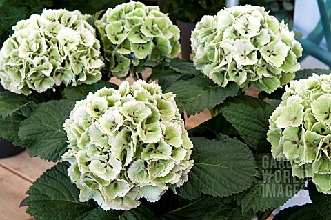 HYDRANGEA_MACROPHYLLA_LOLLY_POP__FIRST_STAGE_OF_AUTUMN_COLOUR