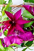 CLEMATIS NANCY