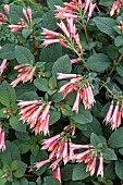 FUCHSIA ADINDA