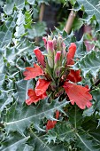 ACANTHUS SENNII