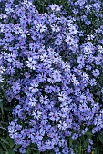 SYMPHYOTRICHUM LITTLE CARLOW