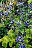 CLEMATIS HERACLEIFOLIA