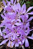 COLCHICUM PINK STAR