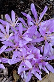 COLCHICUM PINK STAR