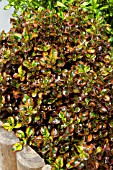 COPROSMA TEQUILA SUNRISE