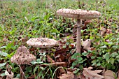 PARASOL MUSHROOM  (LEPIOTA PROCERA)