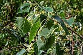 TILIA HENRYANA