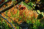 CROCOSMIA THROUGH CERCIS FOREST PANSY