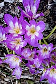 COLCHICUM JENNY ROBINSON