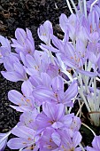 COLCHICUM X BYZANTINUM