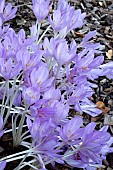 COLCHICUM X BYZANTINUM