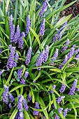 LIRIOPE MUSCARI