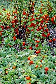 PHYSALIS ALKENGI VAR. FRANCHETII