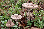 PARASOL MUSHROOM  (LEPIOTA PROCERA)