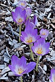 COLCHICUM FELBRIGG