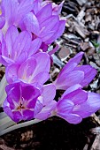 COLCHICUM FELBRIGG
