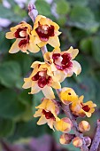 CHIMONANTHUS PREACOX