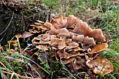 HONEY FUNGUS  (ARMILLAREA MELLEA)