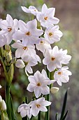 NARCISSUS PAPERWHITE ZIVA