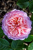 ROSA EUSTACIA VYE