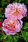 ROSA EUSTACIA VYE