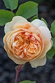 ROSA BRING ME SUNSHINE