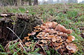 HONEY FUNGUS  (ARMILLAREA MELLEA)