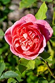ROSA BOSCOBEL