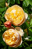 ROSA ROALD DHAL