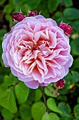 ROSA EUSTACIA VYE