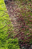 SANGUISORDA TENUIFOLIA BORDEAUX