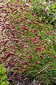 SANGUISORBA TENUIFOLIA BORDEAUX