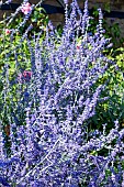 SALVIA BLUE SPIRE